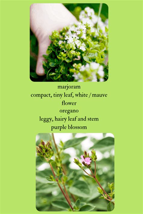 marjoram pronunciation|how to say marjoram.